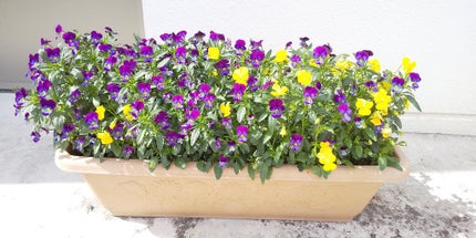 カミツレ🌼苦難の中の力🌼