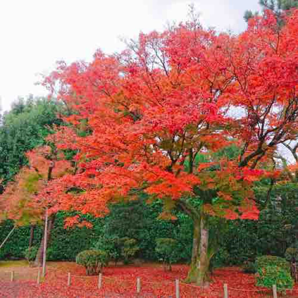 コスメマン　いいね返し