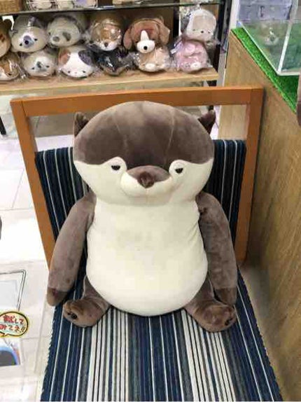アセトカワミソ