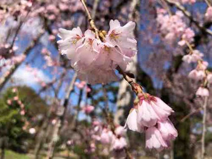 もっちん🍡フォロバ100