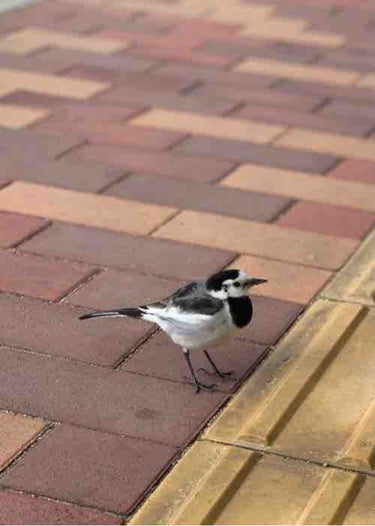 ðãã