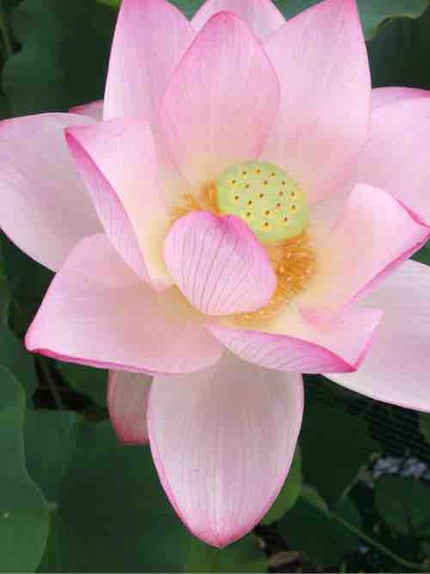 蓮華
