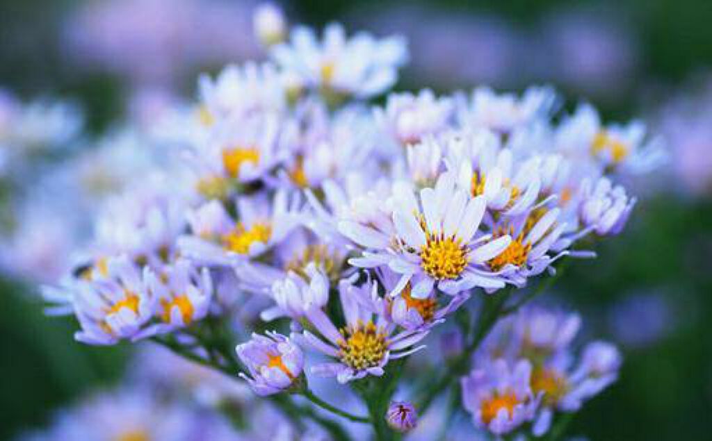 flower💐‪‪𓂃 𓈒𓏸໒꒱