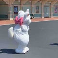 メープル