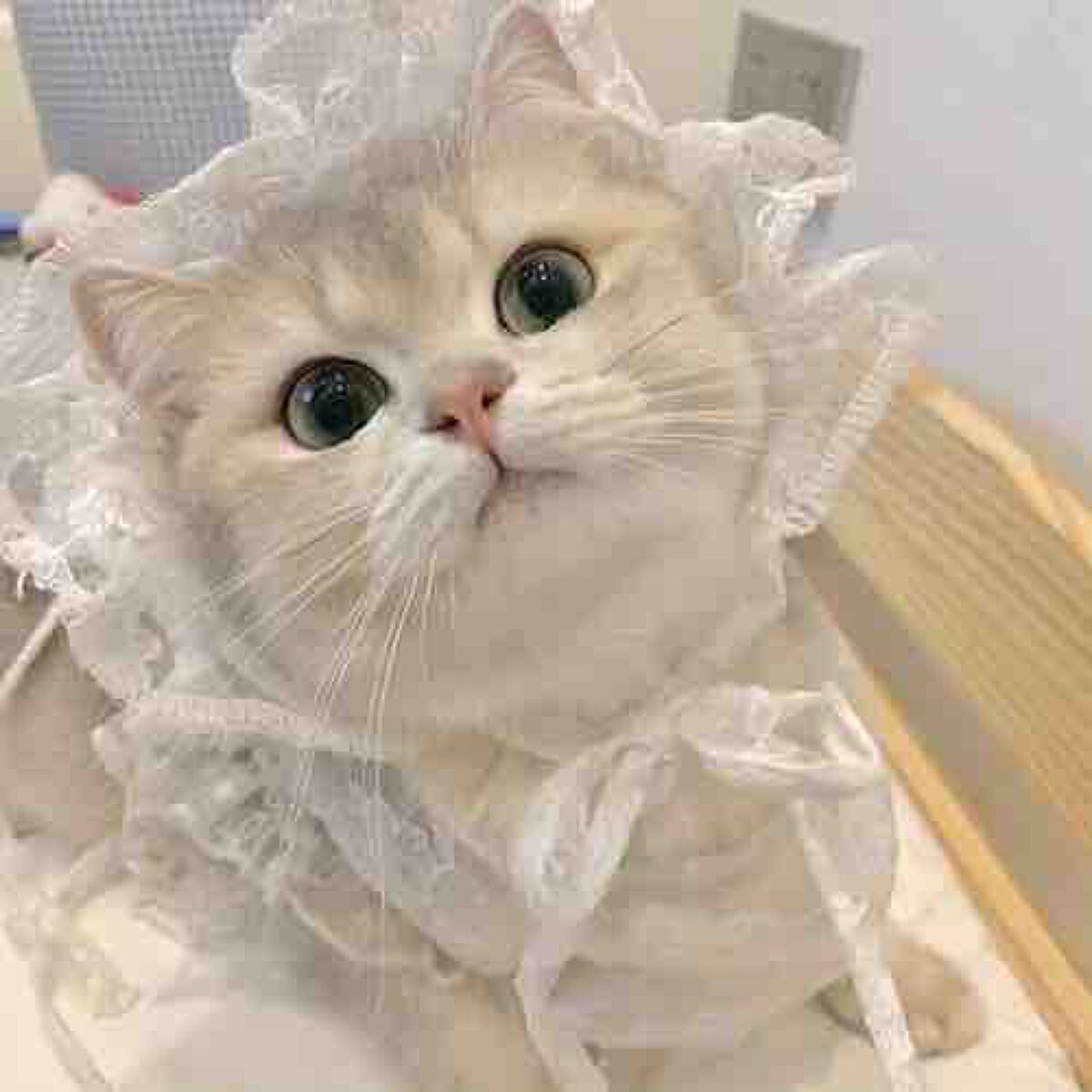 仔猫🐈‍⬛🤍