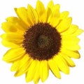 🌻💛