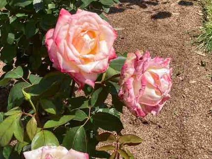 花衣