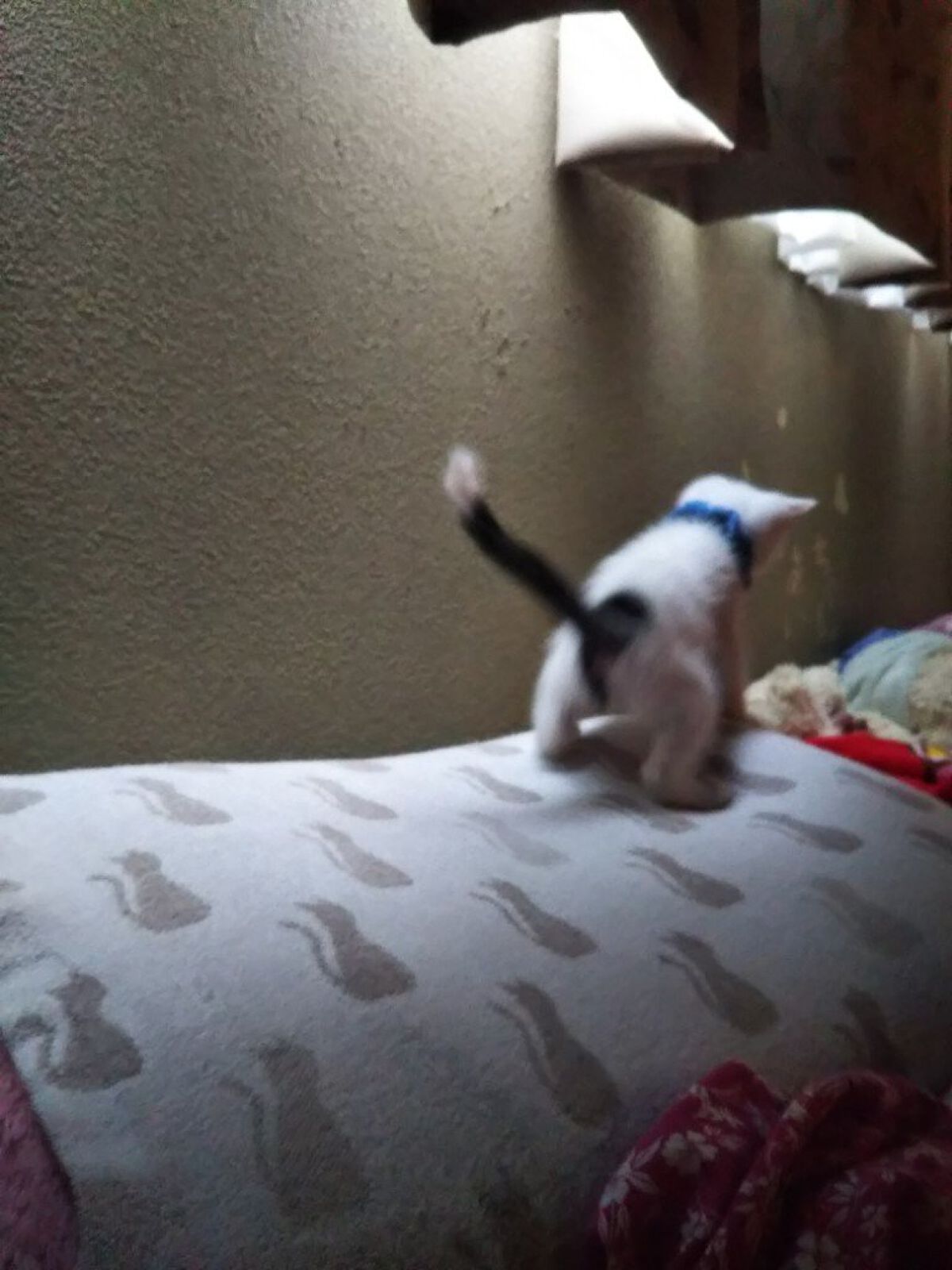 おやおやおやおや