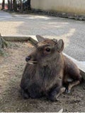 みんた
