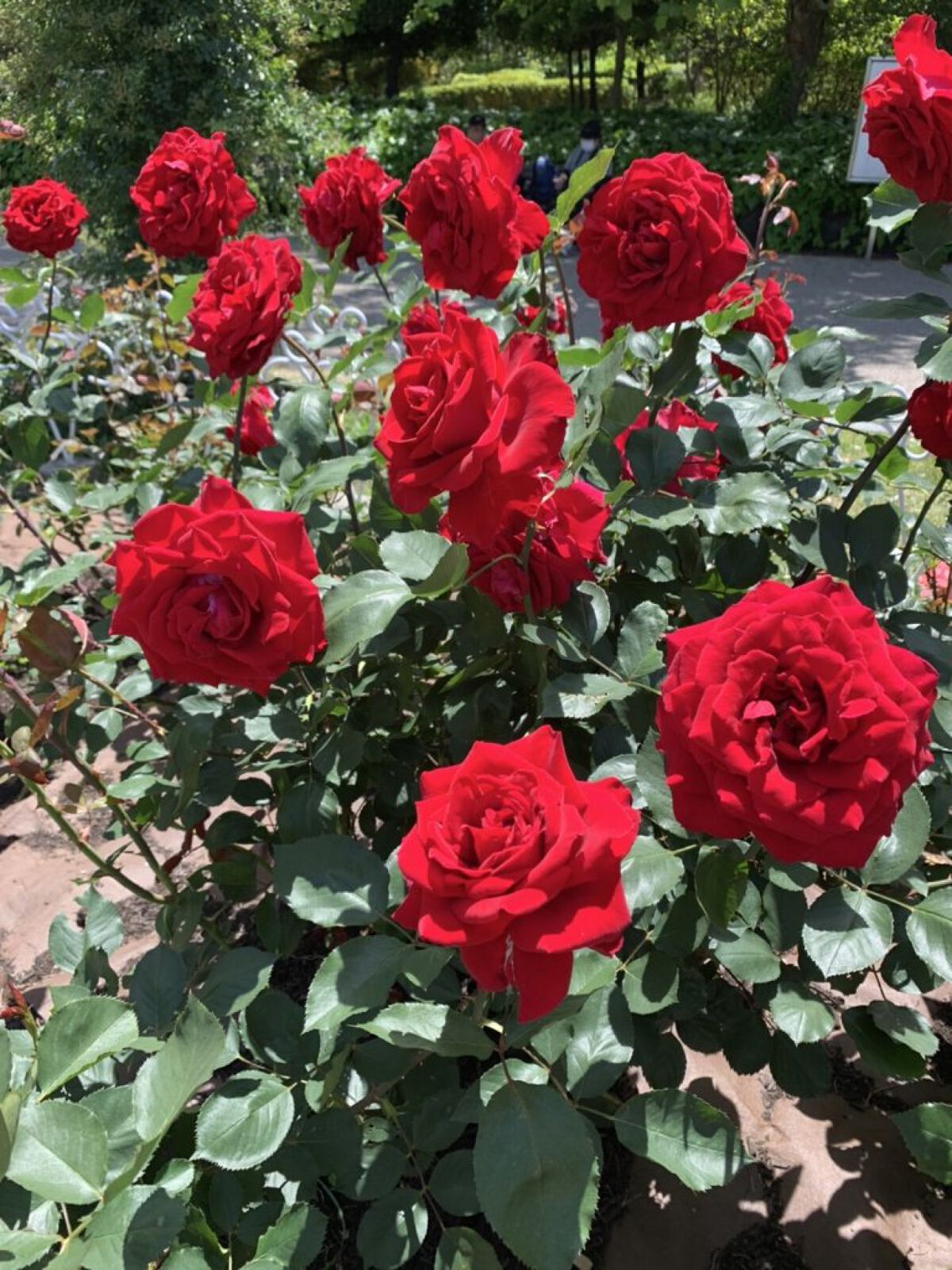 白い薔薇❦フォロバ100❦