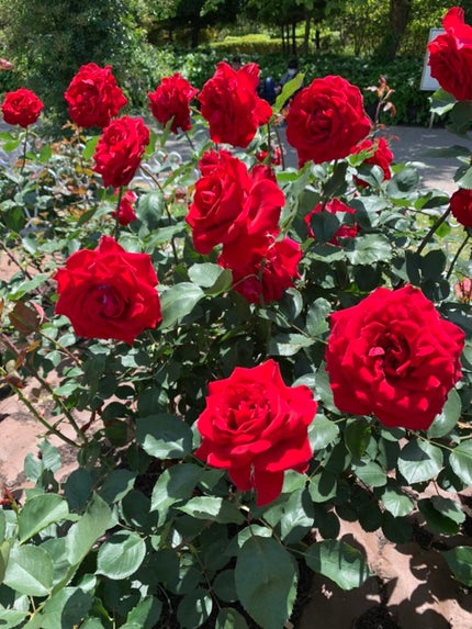 白い薔薇❦フォロバ100❦