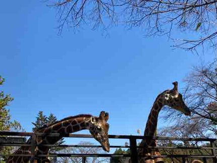 はるか(フォロバ100%)