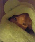 ゆねねこ