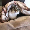 なな🍮🐈⬛🐾໊
