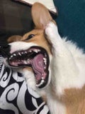 あずき