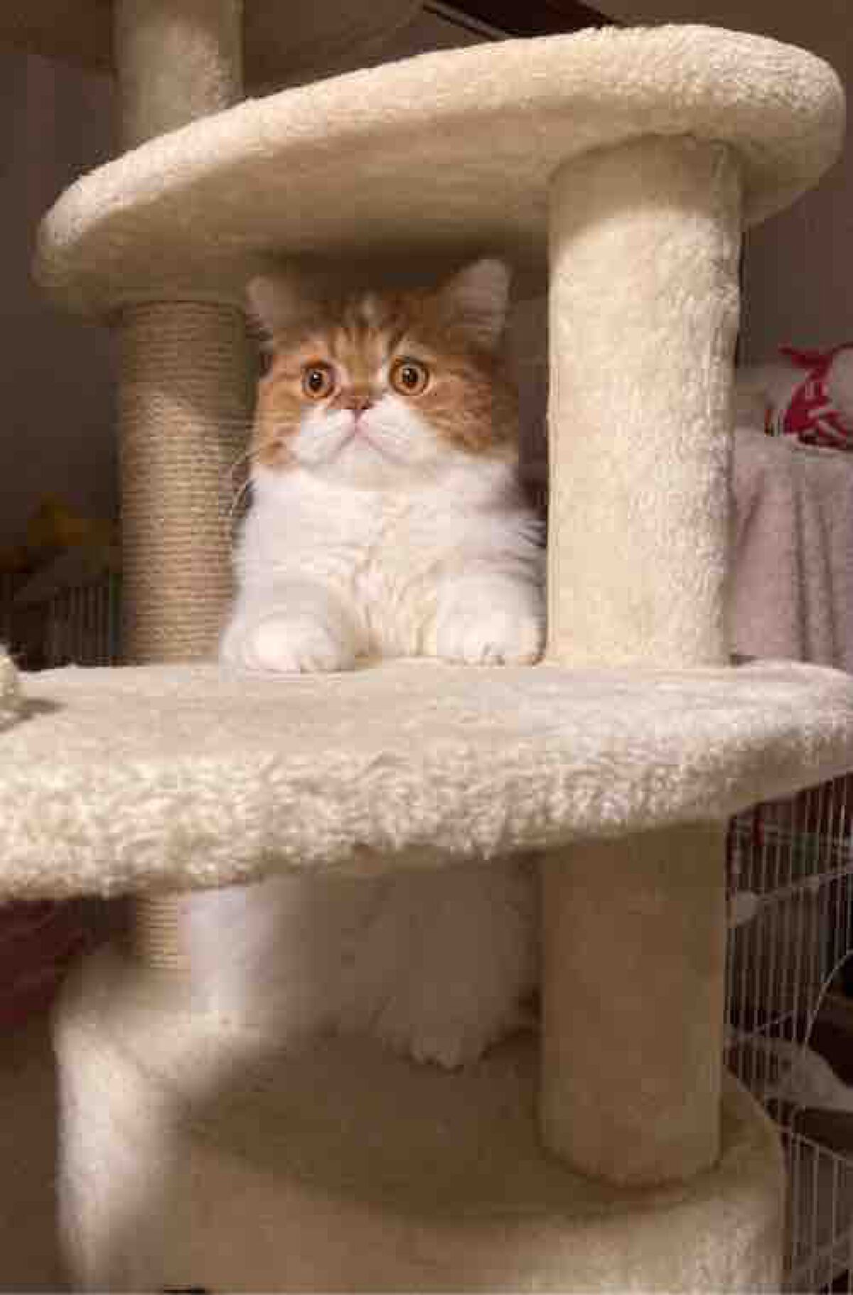 OC   フォロバ100