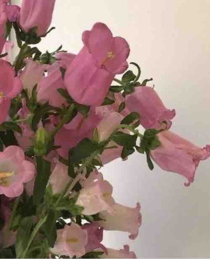 ももいろちゃん