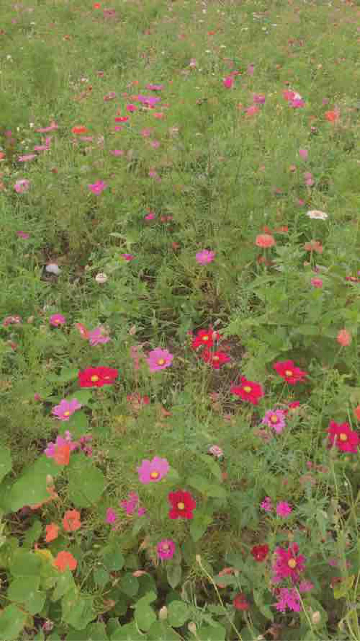 hana‎⸜🌷︎⸝