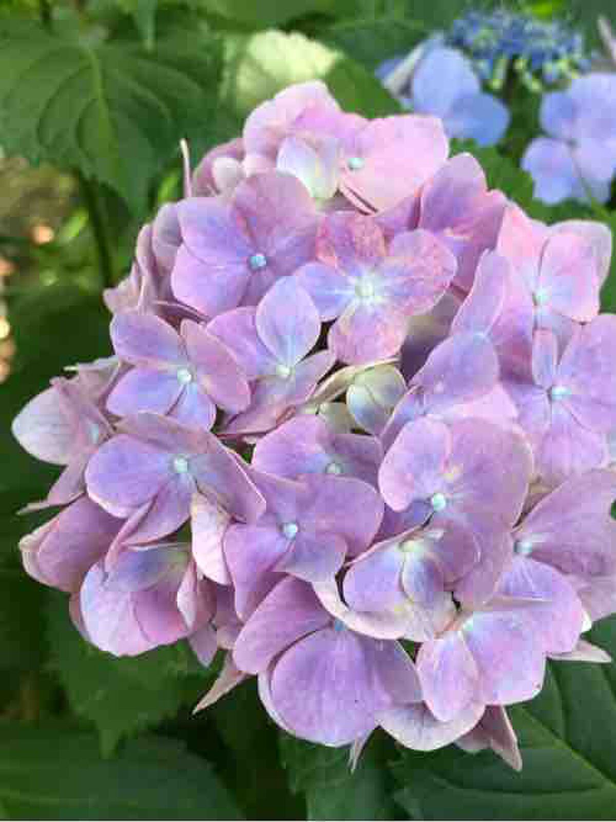 supreme_perfume_hr5i