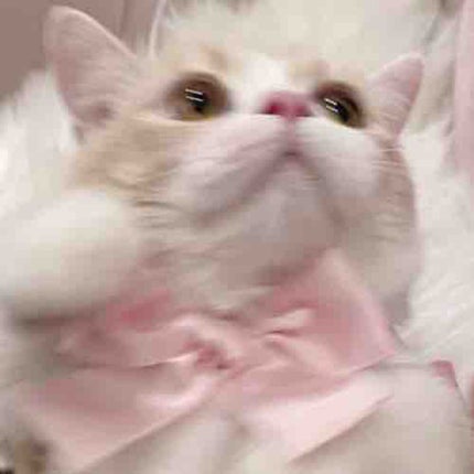 𝖲𝖺𝗇𝗂️️️ ⛅️