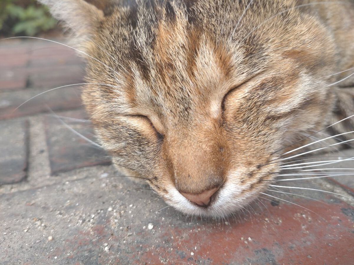 ꒰ঌ😊ぽるぽる@金欠😇໒꒱