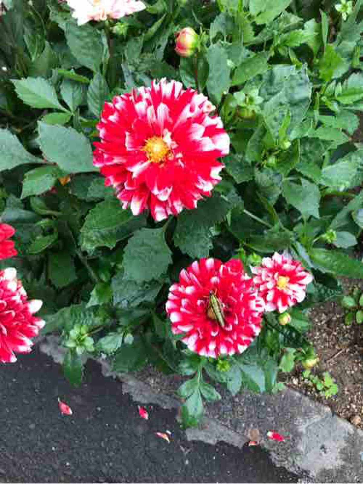 なち@フォロバ100