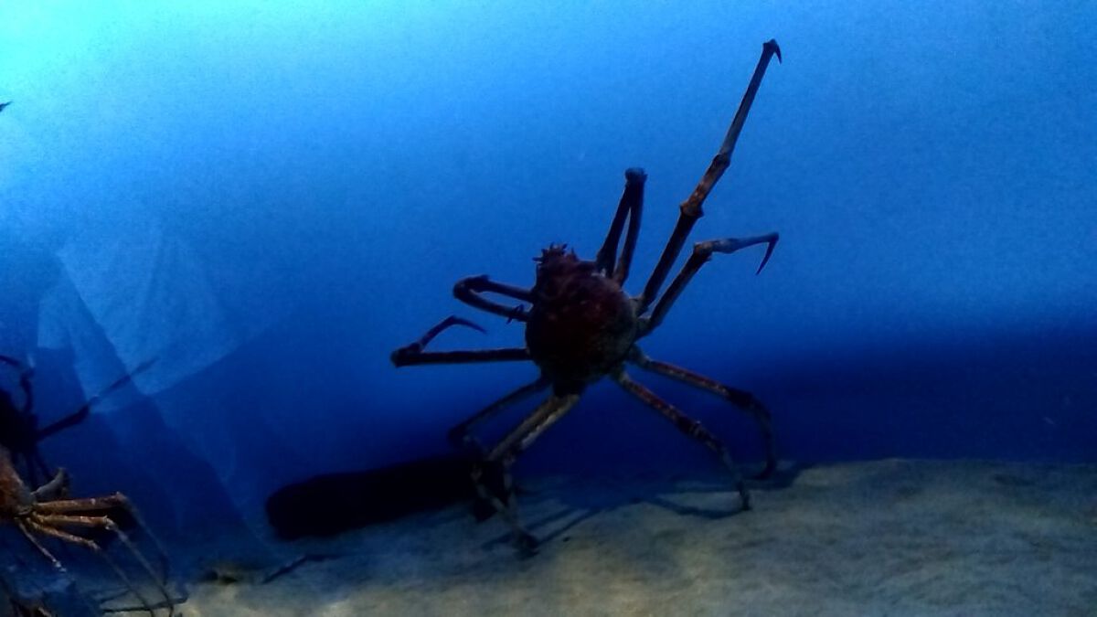 福袋大好きぱーしー