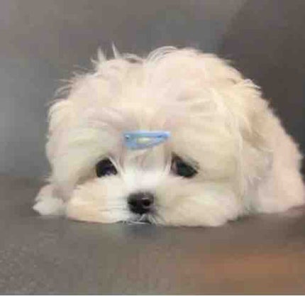 yui / フォロバ100❕