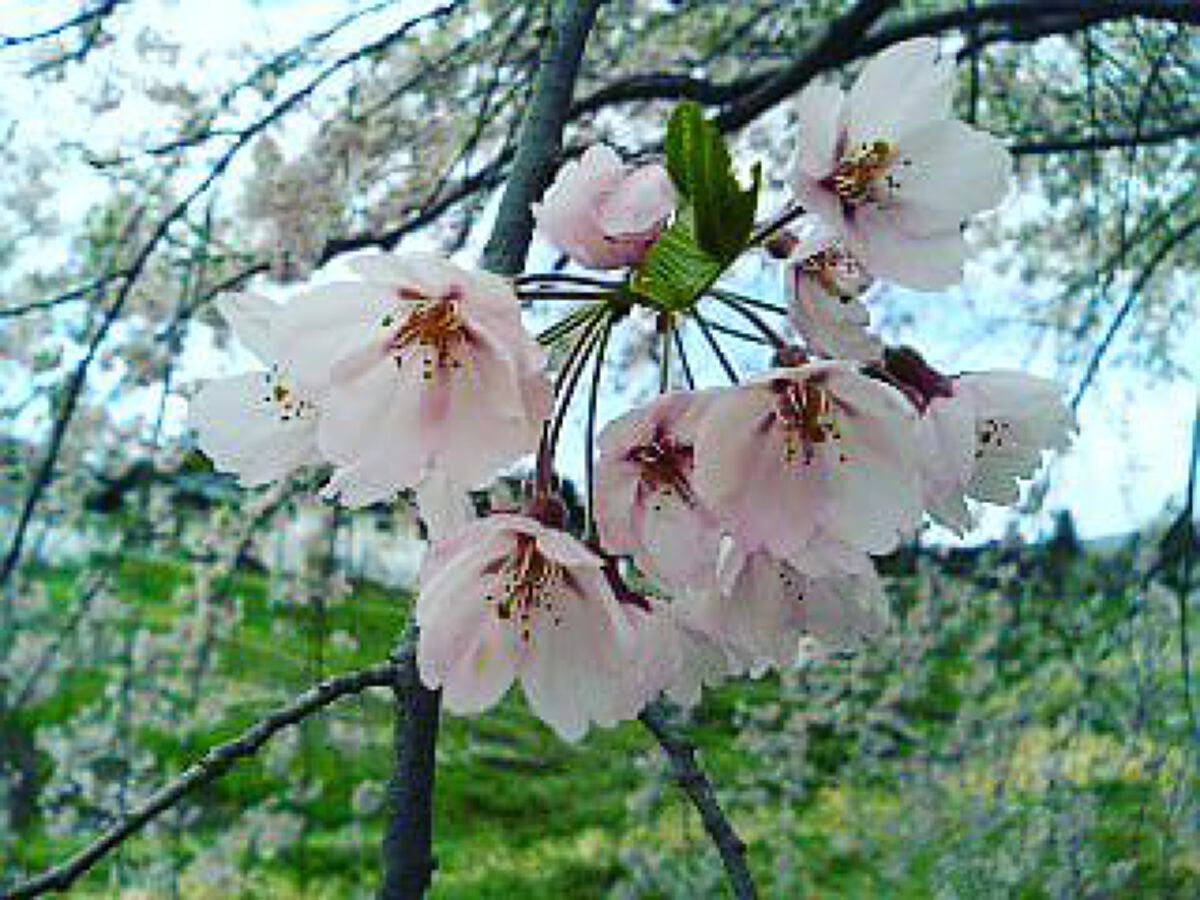 shiny_blush_d1n   おぜひめ