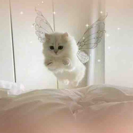 mちゃん