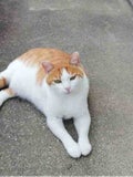 ねこ