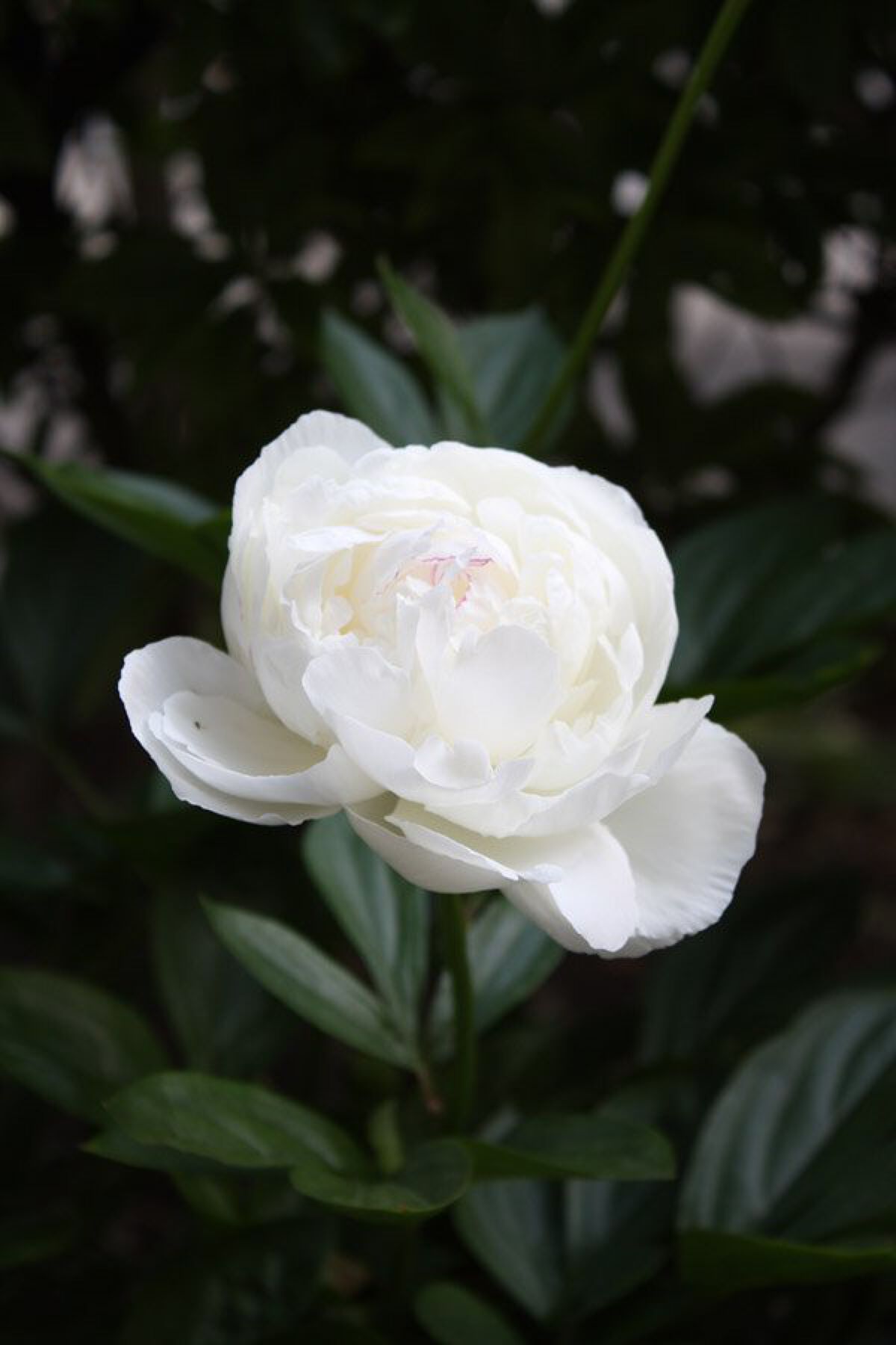 コーラルリップ