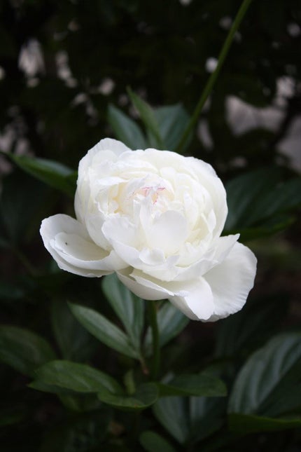 コーラルリップ