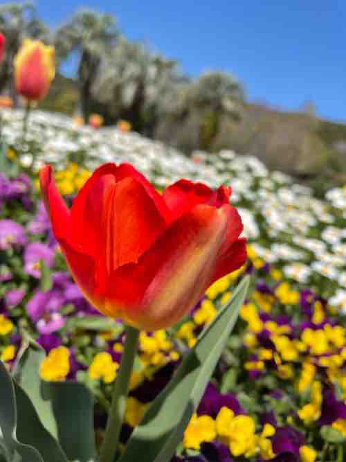 𝕄𝕀𝕃𝕂🍼.･*