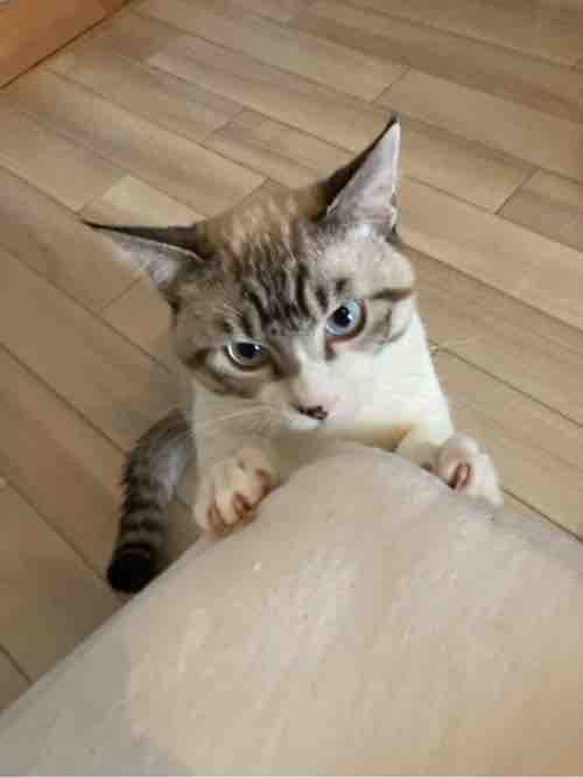 どめたん＠フォロバ100