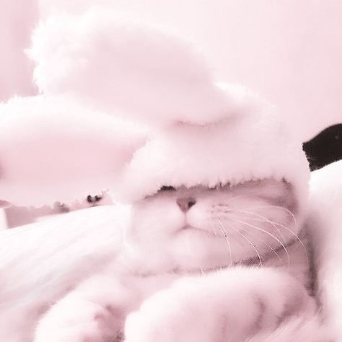 萌花ෆ‪·͜·    (ふぉろば100‪.ᐟ‪.ᐟ)