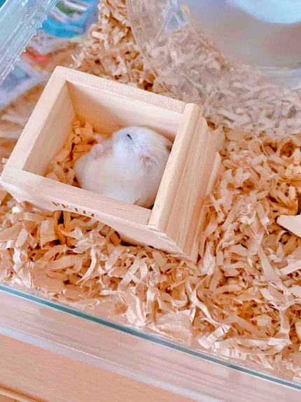 みすあ🌏