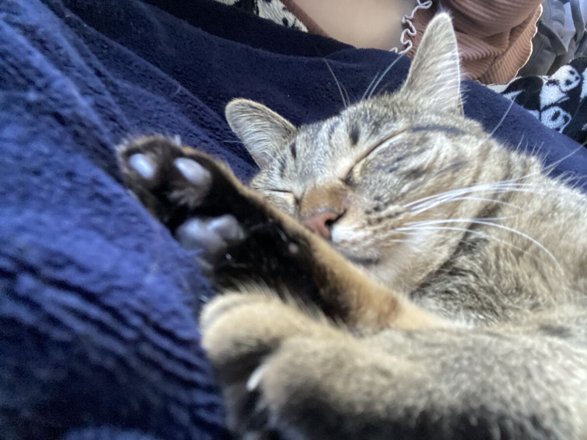 ものぐさ🐈🐾