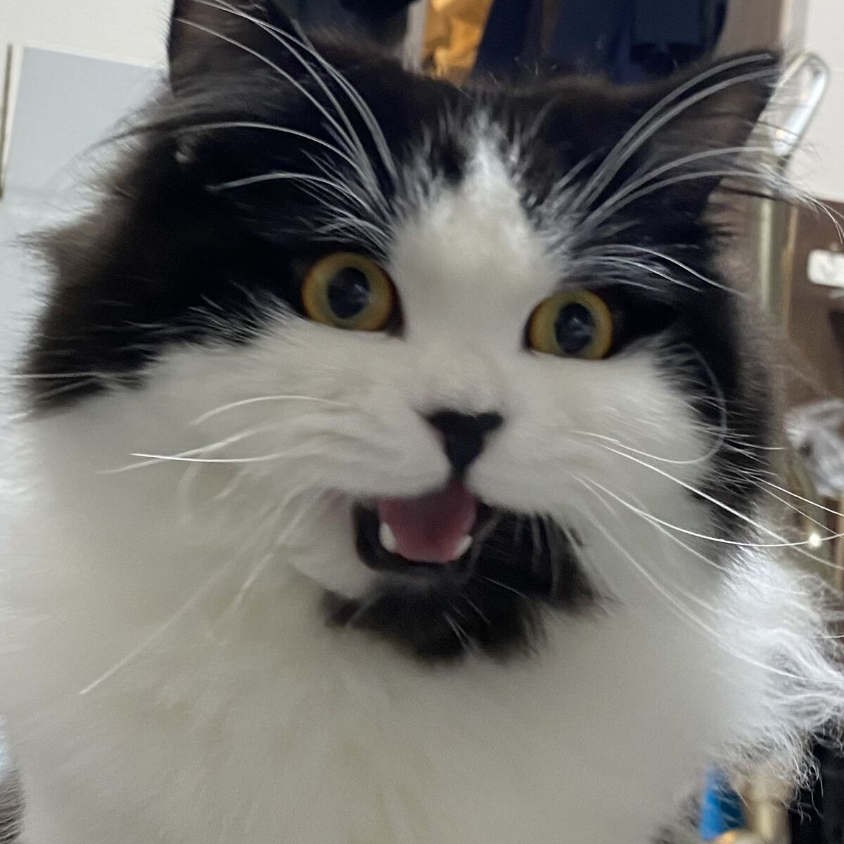 のあち🐈‍⬛💙💜