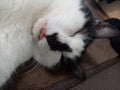 まきまるろん