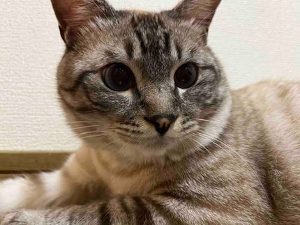 ラン