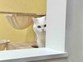 どすこじ