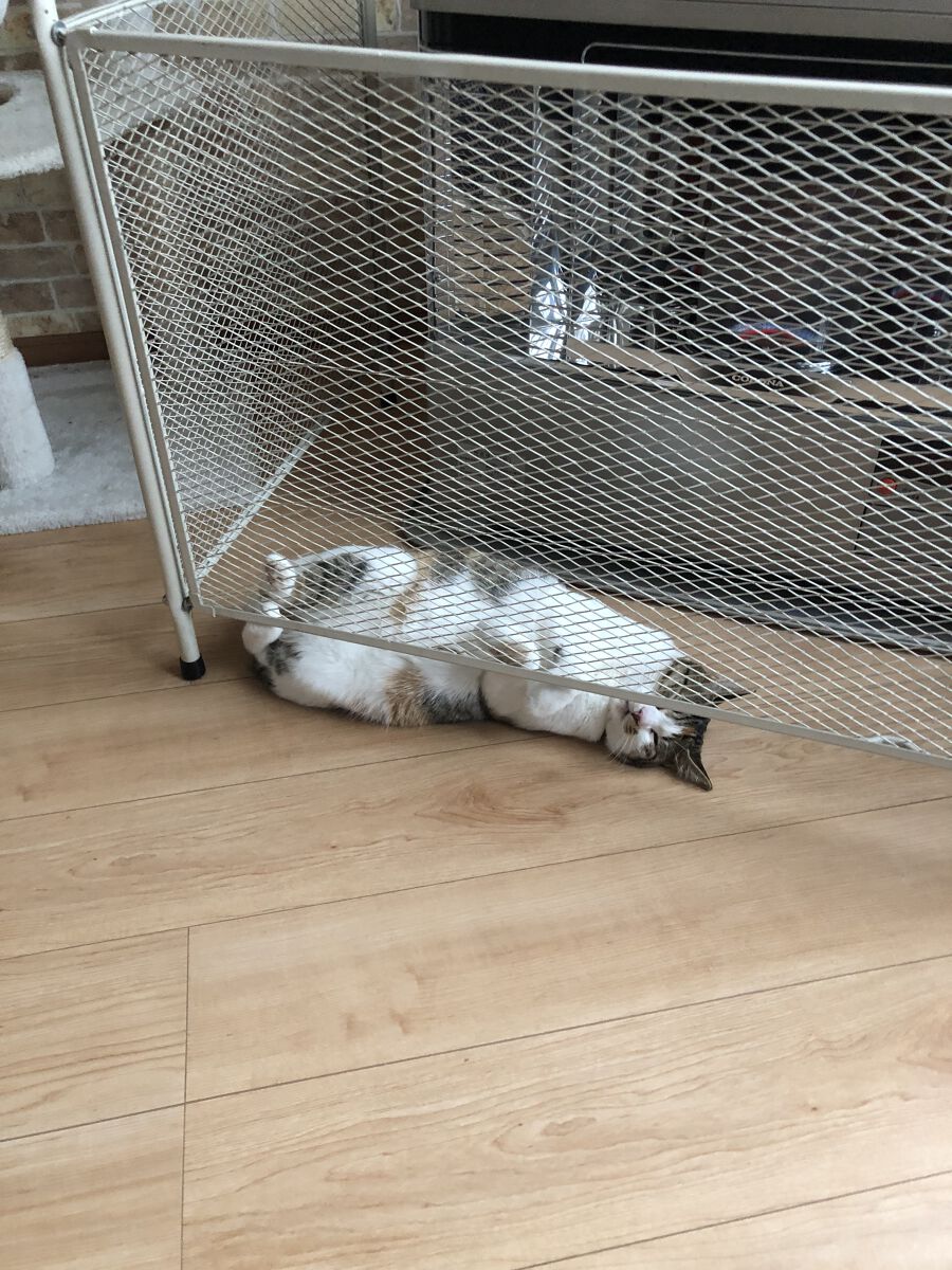 酪農家の嫁ちゃん