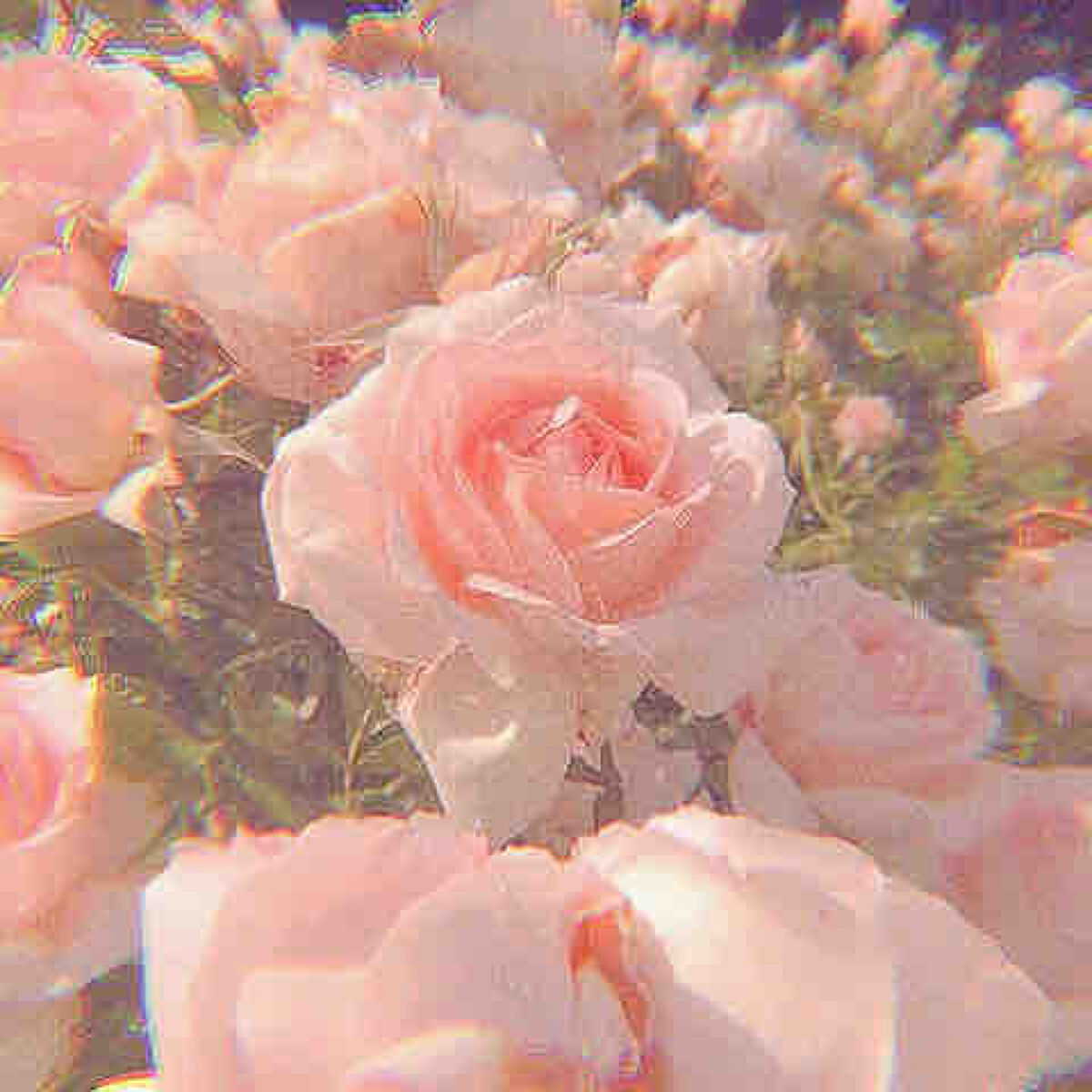 𝓨𝓾𝓪⸜🌷︎⸝