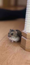 玲葵