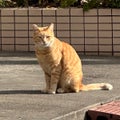にゃん