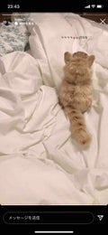 もち