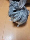 ふうれも