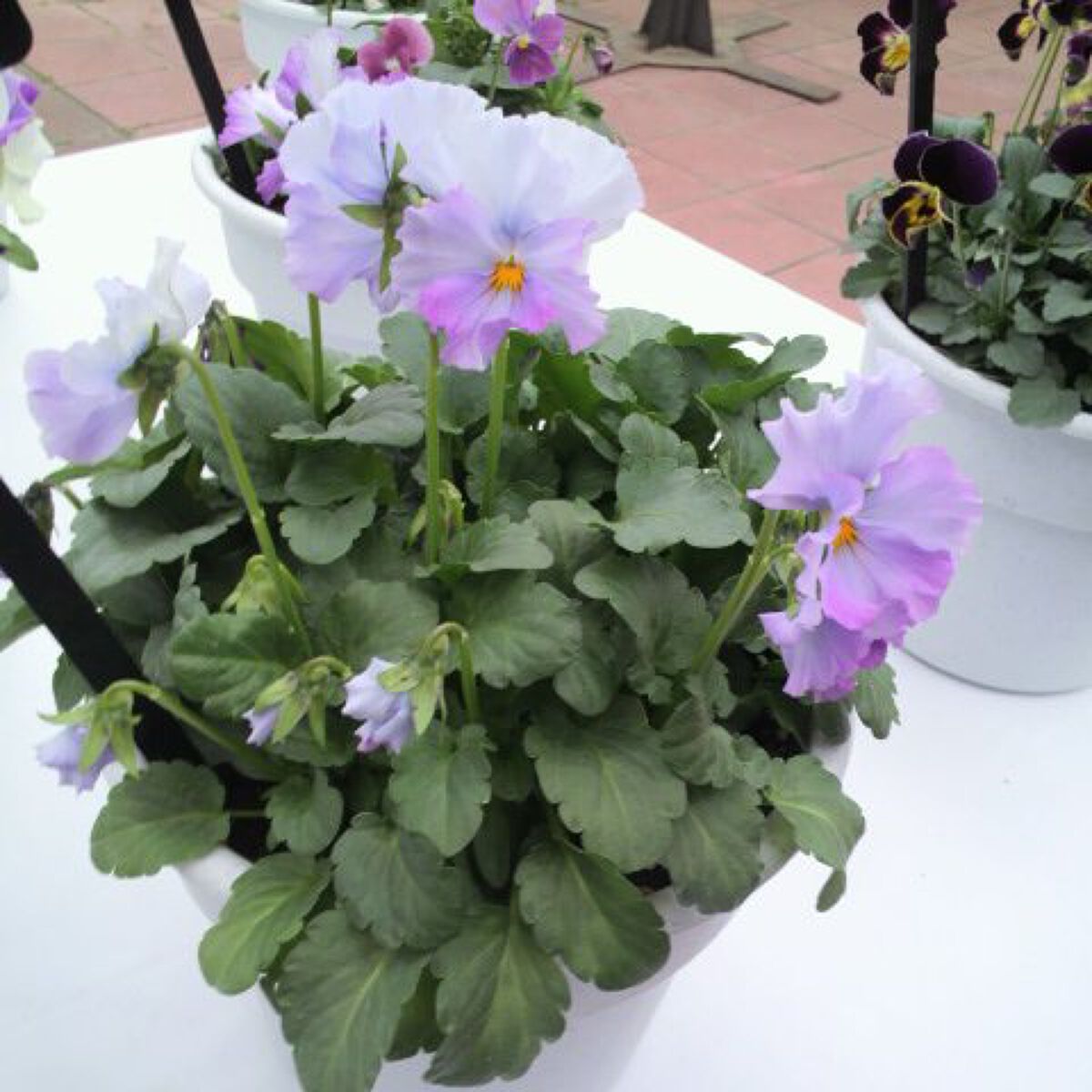 ❦°+*｜フォロバ100投稿あり