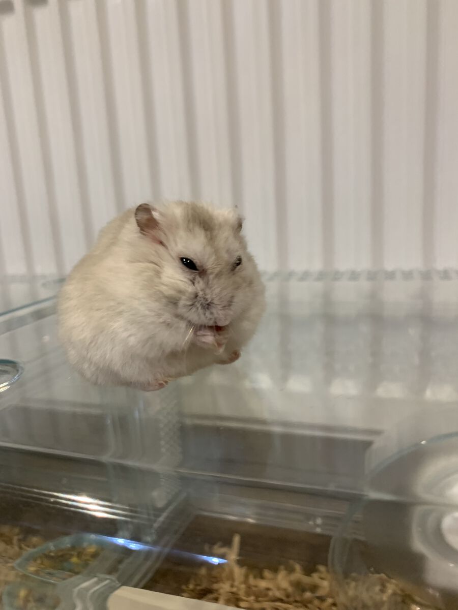 痩せたい可愛くなりたいマン